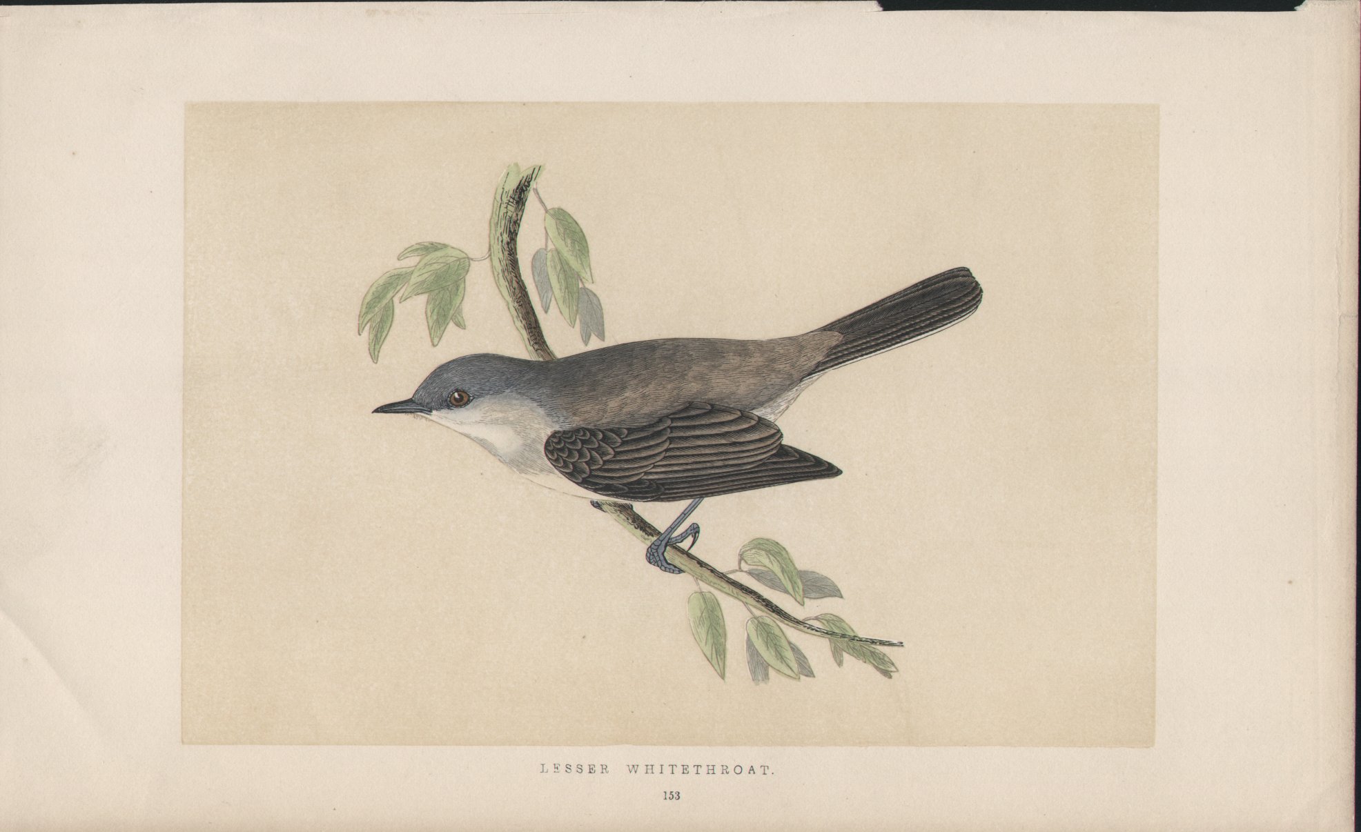 Wood - Lesser Whitethroat - Fawcett